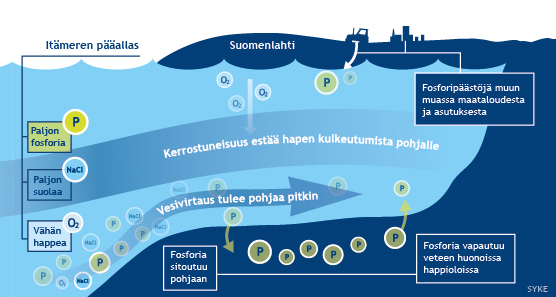 Fosforin kierto Suomenlahdella